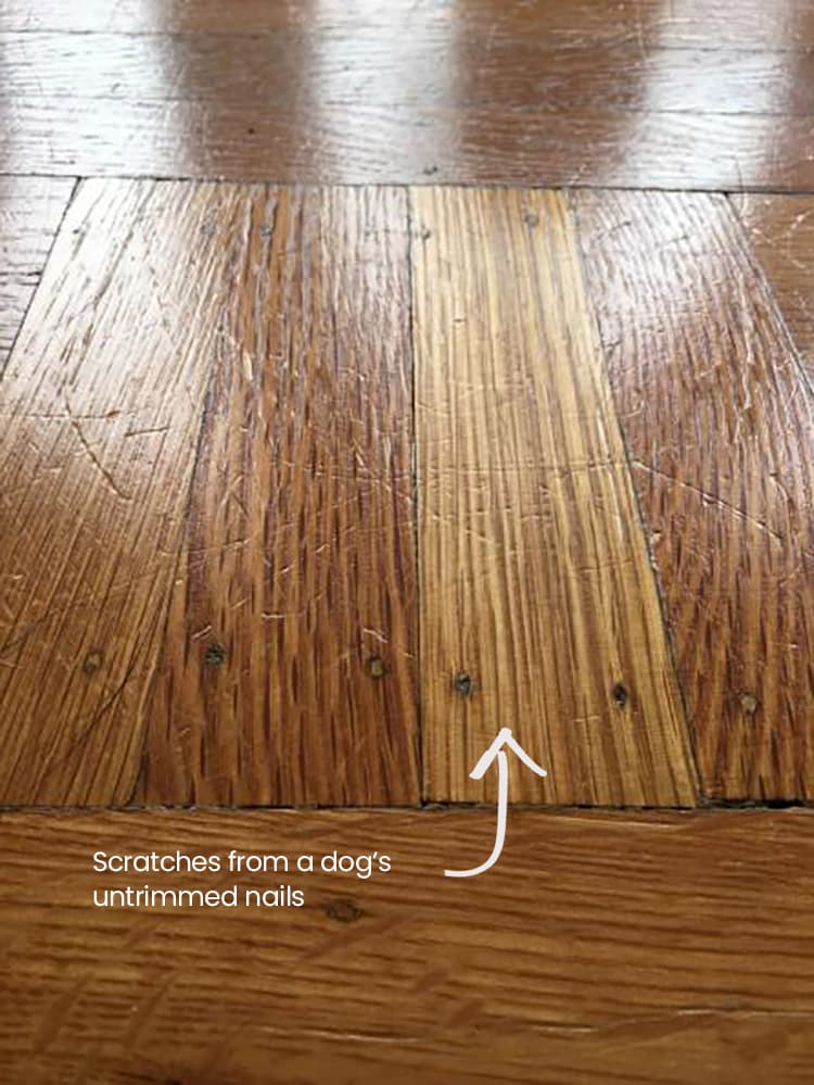 do dog paws scratch wood floors