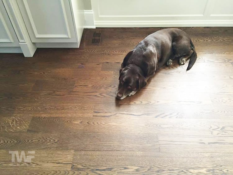 Inside Dogs And Hardwood Floors, Do Dogs Paws Scratch Hardwood Floors