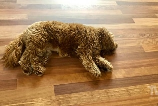 Dogs and Hardwood Floors