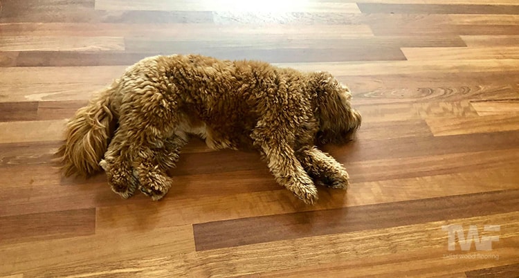 Inside Dogs And Hardwood Floors, How Can I Protect My Hardwood Floors From My Dog