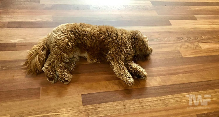 Cavapoo Dog Lying On Wooden Floor Rug