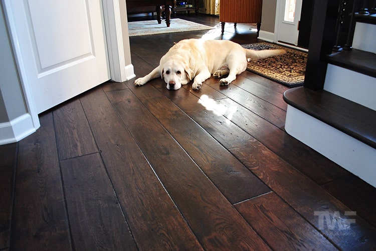 Dog on Dark Stained Floor