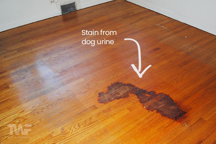 Dried Dog Urine On Deals Hardwood Floors